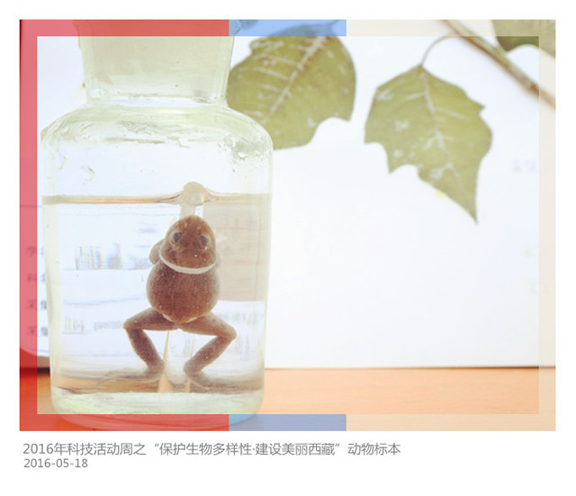 2016年科技活动周之“保护生物多样性·建设美丽西藏”动物标本（2）