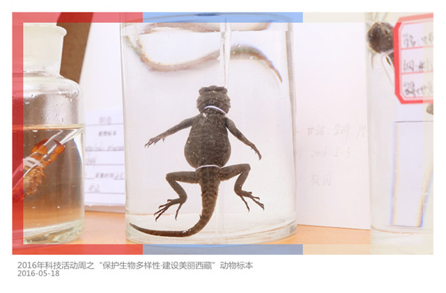 2016年科技活动周之“保护生物多样性·建设美丽西藏”动物标本（3）