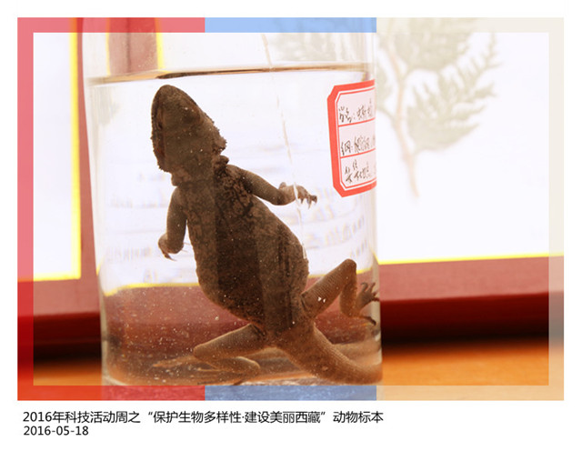 2016年科技活动周之“保护生物多样性·建设美丽西藏”动物标本（4）
