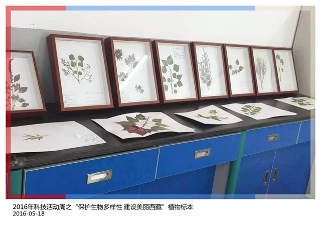 2016年科技活动周之“保护生物多样性·建设美丽西藏”植物标本（2）