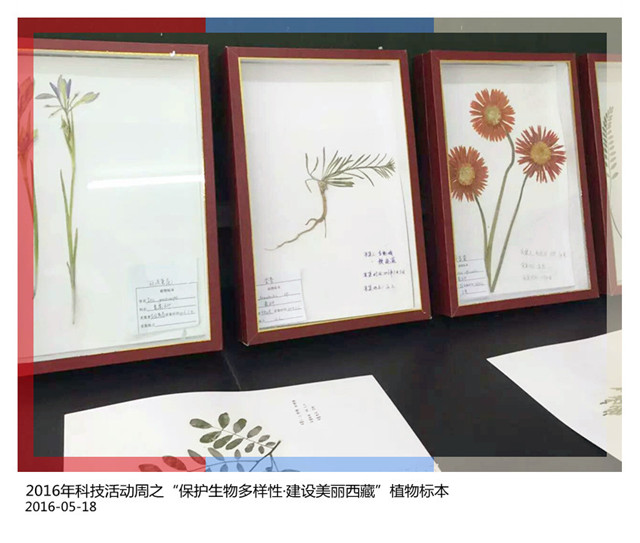 2016年科技活动周之“保护生物多样性·建设美丽西藏”植物标本（3）