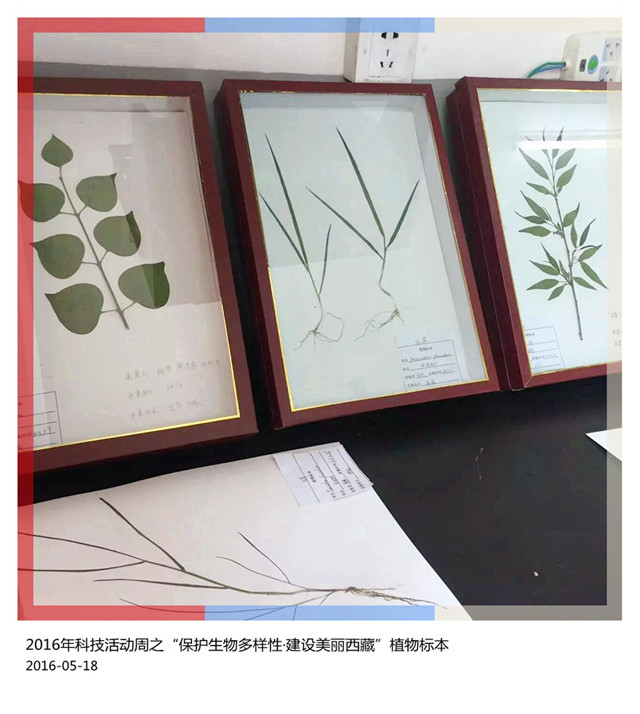 2016年科技活动周之“保护生物多样性·建设美丽西藏”植物标本（4）